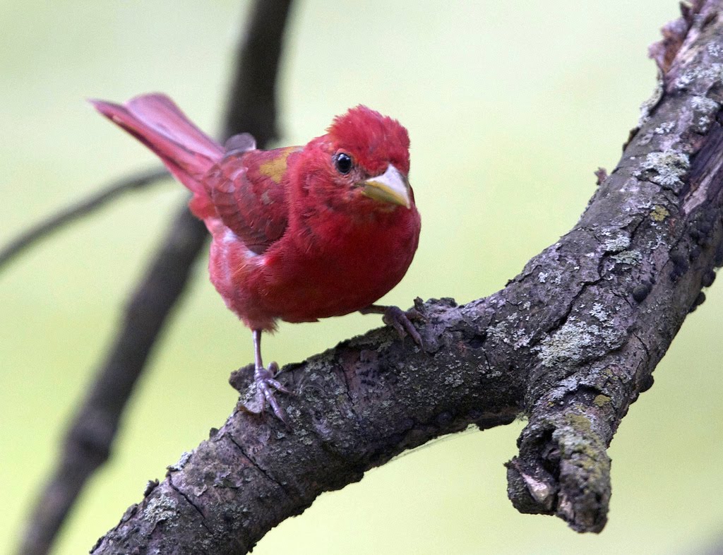 birdwatching in the ozarks at River of Life Farm